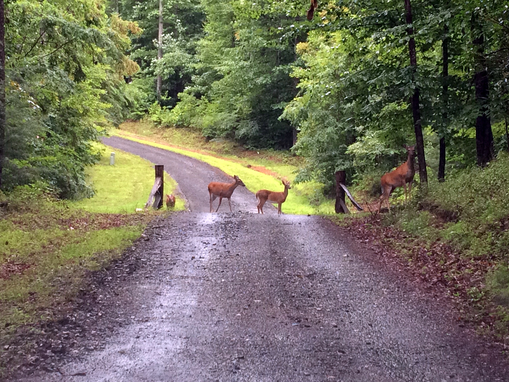 Traffic jam on Castanea Street.
