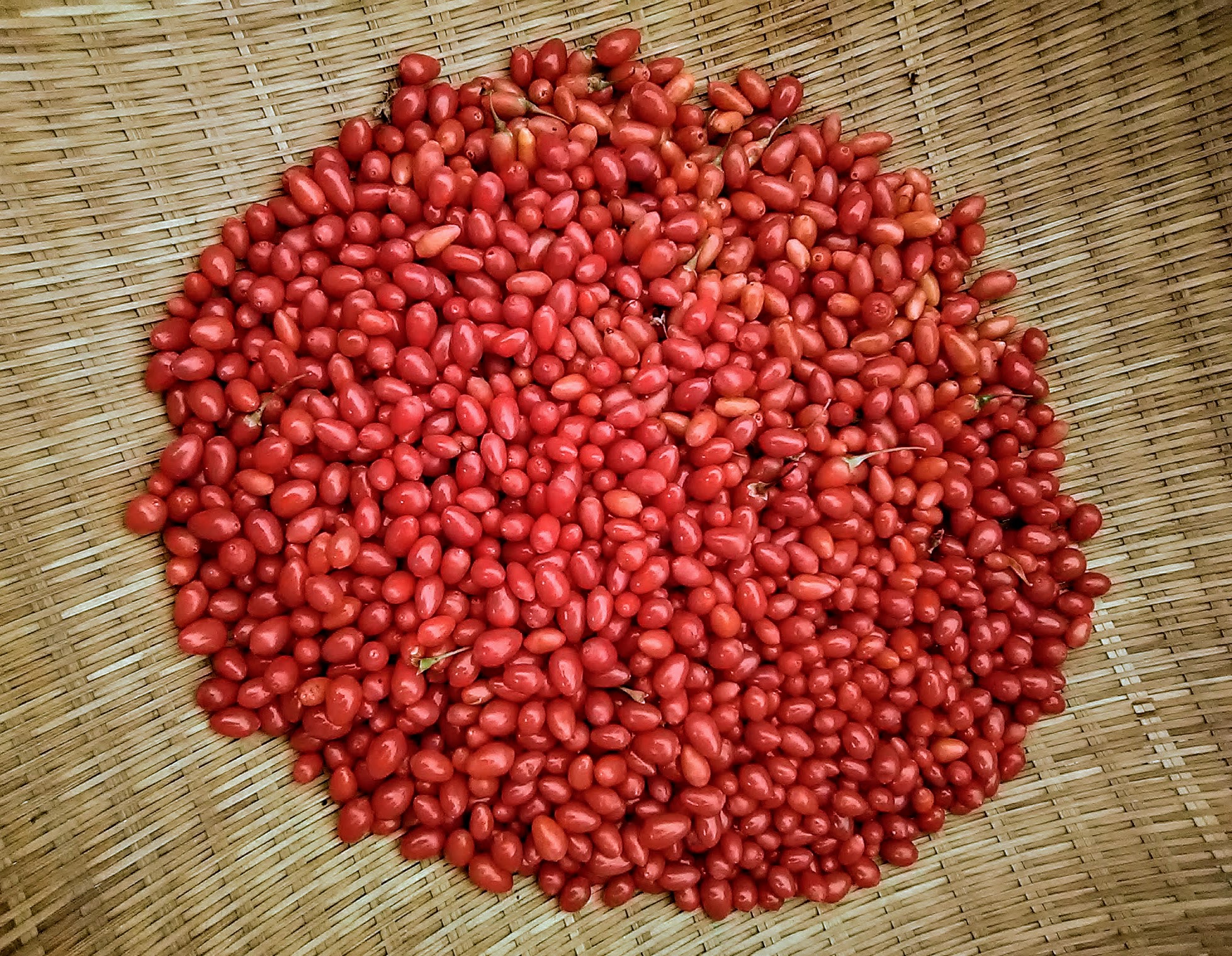 {"capture_mode":"AutoModule","faces":[]}